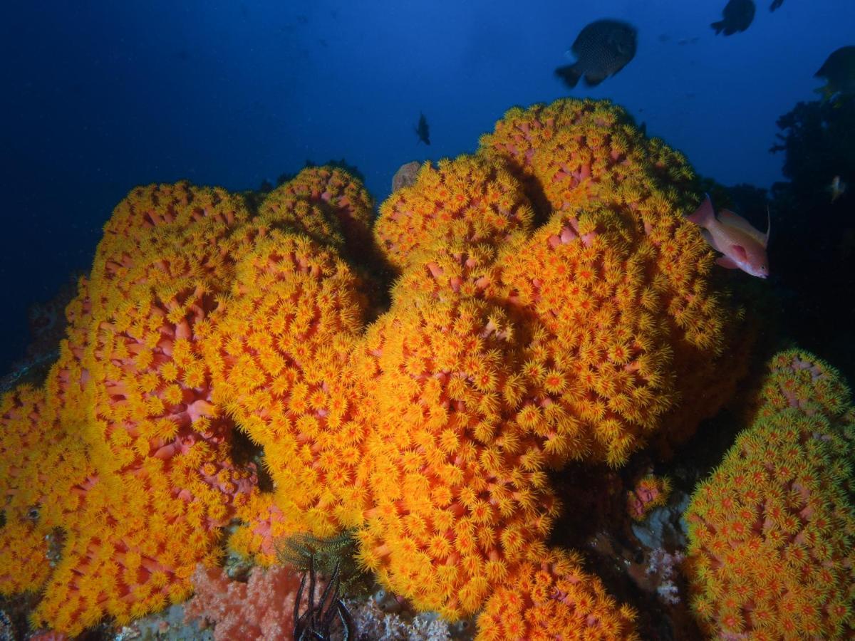 Blue Bay Divers Likupang Bangka 외부 사진