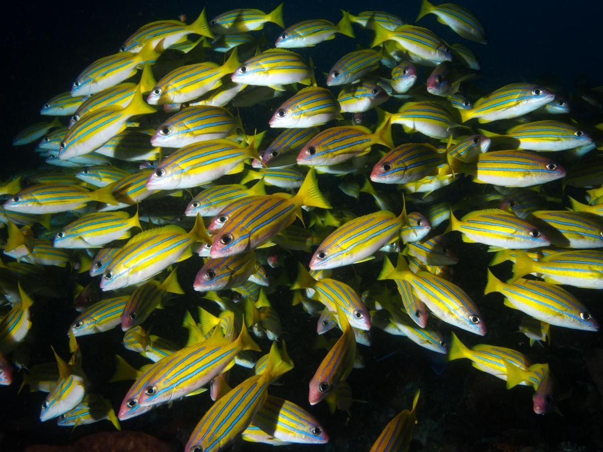 Blue Bay Divers Likupang Bangka 외부 사진